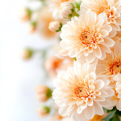 Fototapeta premium Peach Bloom Delight: A close-up of a bouquet featuring delicate peach-colored dahlia flowers, their soft petals creating a sense of warmth and serenity.