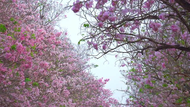 Pink trumpet tree blooming in park or Tabebuia rosea, Pink Tecoma, 