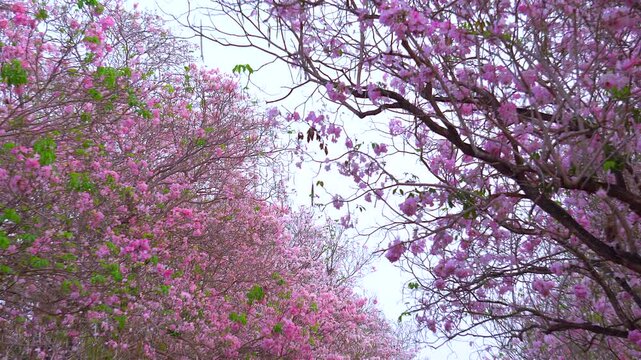 Pink trumpet tree blooming in park or Tabebuia rosea, Pink Tecoma, 