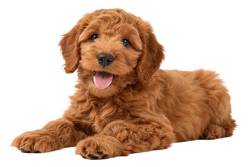Fototapeta premium Adorable red Cobberdog aka Labradoodle dog puppy, laying down facing front. Looking straight to camera, tongue out- Isolated on a transparent background - generated by ai