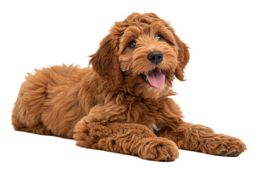 Adorable red Cobberdog aka Labradoodle dog puppy, laying down facing front. Looking straight to camera, tongue out- Isolated on a transparent  background - generated by ai