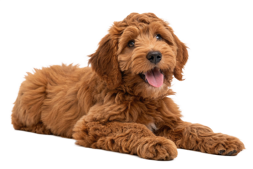 Adorable red Cobberdog aka Labradoodle dog puppy, laying down facing front. Looking straight to camera, tongue out- Isolated on a transparent  background - generated by ai