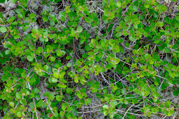 Green siberian leaves pattern background. Dwarf birch leaves texture, Natural background