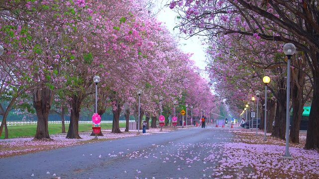 Tourists walk to see the Tabebuia rosea or Pink Tecoma  flowers on the road at  Kamphaeng Saen Kasetsart University.