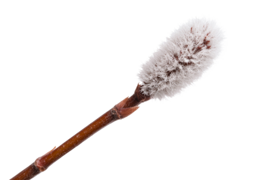 Branch with a white fuzzy tip, isolated