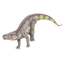 lizard on white background