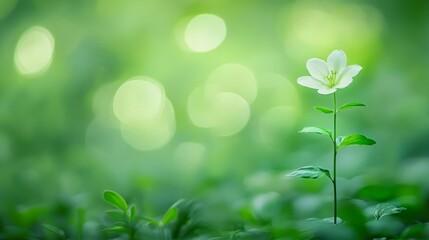 Single white flower in a green bokeh background