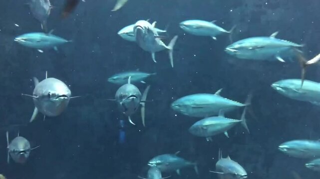 葛西臨海水族園で泳ぐマグロ