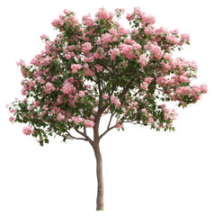 Obraz premium PNG Tree with pink flowers flowering botanical blossom.