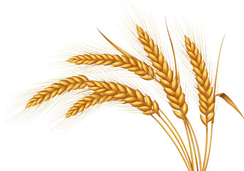 Fototapeta premium Golden wheat stalks on transparent background for agriculture harvest illustration and farming design