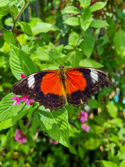 Red Lacewing Butterfly Resting with Wings Spread