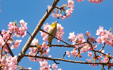満開の河津桜とメジロくん