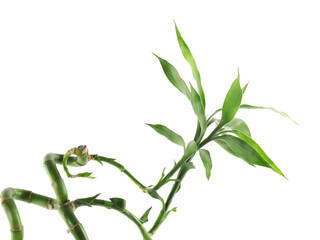 Beautiful decorative bamboo plant isolated on white