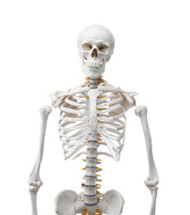 Artificial human skeleton model isolated on white
