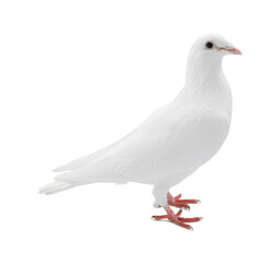 Obraz premium One dove isolated on white. Graceful bird
