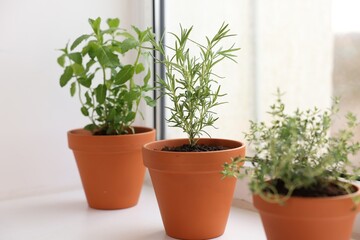 Different aromatic herbs in pots on window sill