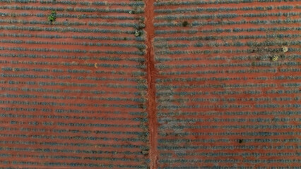 Top view of blue agave plantation in a field near Tequila, Jalisco, Mexico
