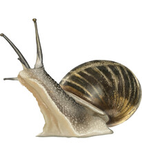 detailed illustration of snail showcasing its shell and body features, highlighting its unique texture and colors. snail appears to be in natural pose, emphasizing its slow movement