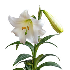 Obraz premium Easter lily in full bloom with green leaves, isolated on white background