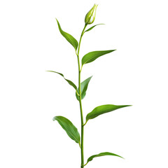 Fototapeta premium Single stem of Easter lily with green leaves, isolated on white background