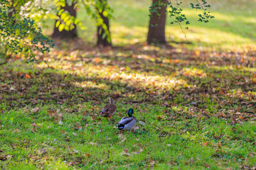 Two ducks are walking in a grassy field