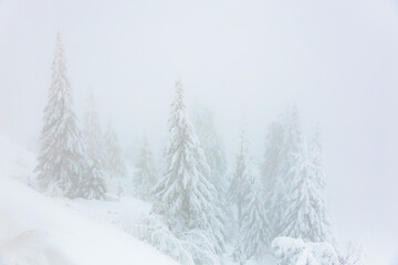 Serene winter wonderland with snow-covered pine trees in a foggy landscape