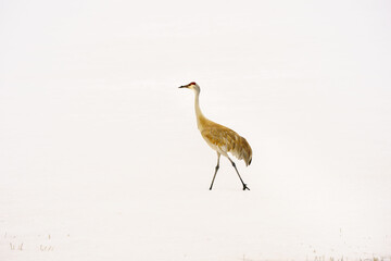 Sandhill crane  walking on snow migrating back to Steamboat Colorado in the Spring