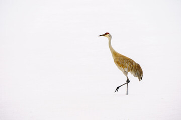 Sandhill crane  walking on snow migrating back to Steamboat Colorado in the Spring