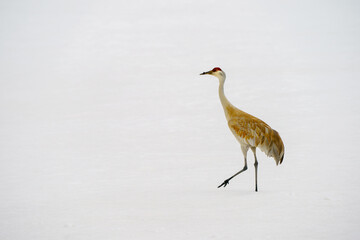 Sandhill crane  walking on snow migrating back to Steamboat Colorado in the Spring