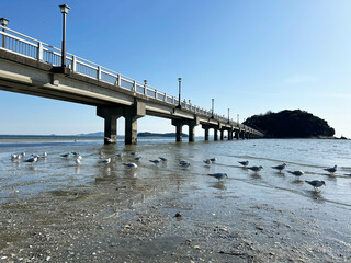竹島橋と干潟に群れるカモメ
