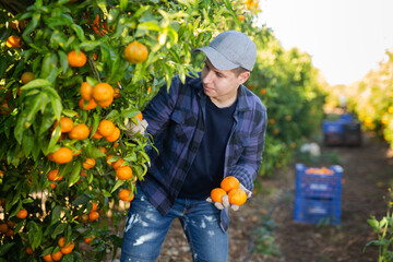 Hardworking farmer guy working in a fruit nursery plucks ripe tangerines from a tree