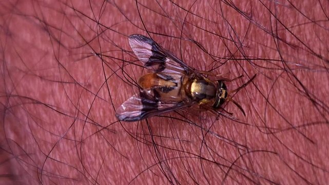 Macro Video of Dangerous fly Sucking Blood from human skin, Dengue Disease, Zika, EEE Virus Parasite Insect Bite