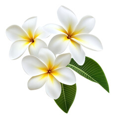 Naklejka premium PNG Tropical plumeria flowers leaves leaf petals.