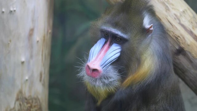 Monkey with a long, colorful, and furry tail is sitting on a tree branch. The monkey has a pink nose and a black and yellow face