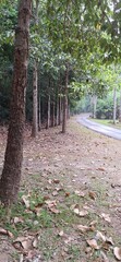 Obraz premium Image of a path in an autumn forest