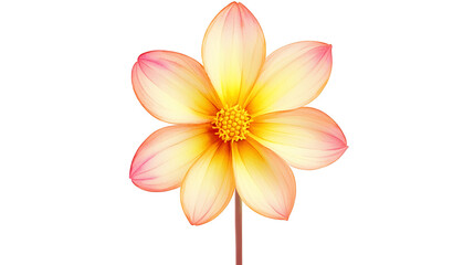 Naklejka premium A single yellow flower with a pink center