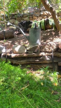 Metal flower watering can stands in the garden in summer, vertical video