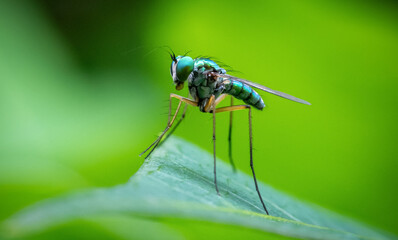 Long-legged fly on a green background