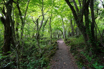 spring path through mossy rocks and old trees