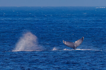 Fototapeta premium テイルスラップ（尻尾で海面を叩く）をしている。陸から見えたザトウクジラ（ナガスクジラ科）の群れが泳ぐ様子。 英名学名：Humpback Whale, Megaptera novaeangliae 真新しい溶岩でできた荒々しい海岸線の底土港外。 東京都伊豆諸島八丈島-2025年
