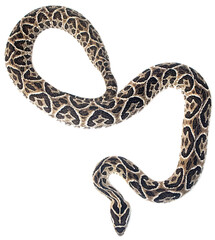 Pit crossed urutu Viper snake silhouette on PNG, no background, ideal for graphic desing. Bothrops alternatus.	