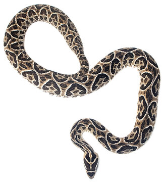 Pit crossed urutu Viper snake silhouette on PNG, no background, ideal for graphic desing. Bothrops alternatus.	