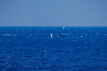Obraz premium 飛翔する美しいオオミズナギドリ（ミズナギドリ科）の群れ。 英名学名：Streaked Shearwater, Calonectris leucomelas 絶海の孤島である、三宅島周辺は非常に海鳥の数が多い。 東海汽船東京湾～伊豆諸島八丈島、太平洋航路の橘丸船上にて - 2025 