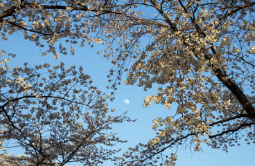 cherry blossoms and the moon