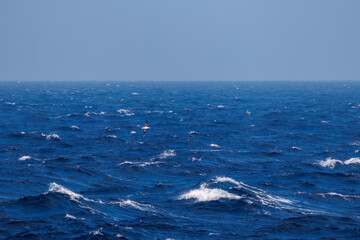 沖を飛翔する巨大なアホウドリ（アホウドリ科）。翼長は２m以上。
英名学名：Short-tailed albatross, Phoebastria albatrus
飛翔する美しいオオミズナギドリ（ミズナギドリ科）の群れ。
英名学名：Streaked Shearwater, Calonectris leucomelas
絶海の孤島である、三宅島周辺は非常に海鳥の数が多い。太平洋航路の橘丸船上2025