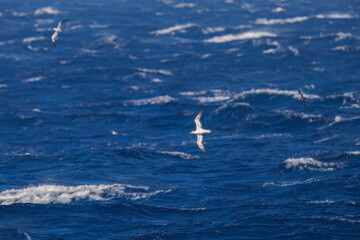 沖を飛翔する巨大なアホウドリ（アホウドリ科）。翼長は２m以上。
英名学名：Short-tailed albatross, Phoebastria albatrus
絶海の孤島である、三宅島周辺は非常に海鳥の数が多い。
東海汽船東京湾～伊豆諸島八丈島、太平洋航路の橘丸船上にて - 2025
