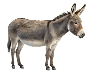 donkey isolated on white background. Generative Ai.	
