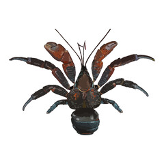 Coconut Crab