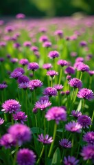 Fototapeta premium A blanket of purple allium flowers covering a lush green meadow, floral, meadow, garden
