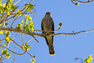 Sharp-shinned Hawk on a branch
